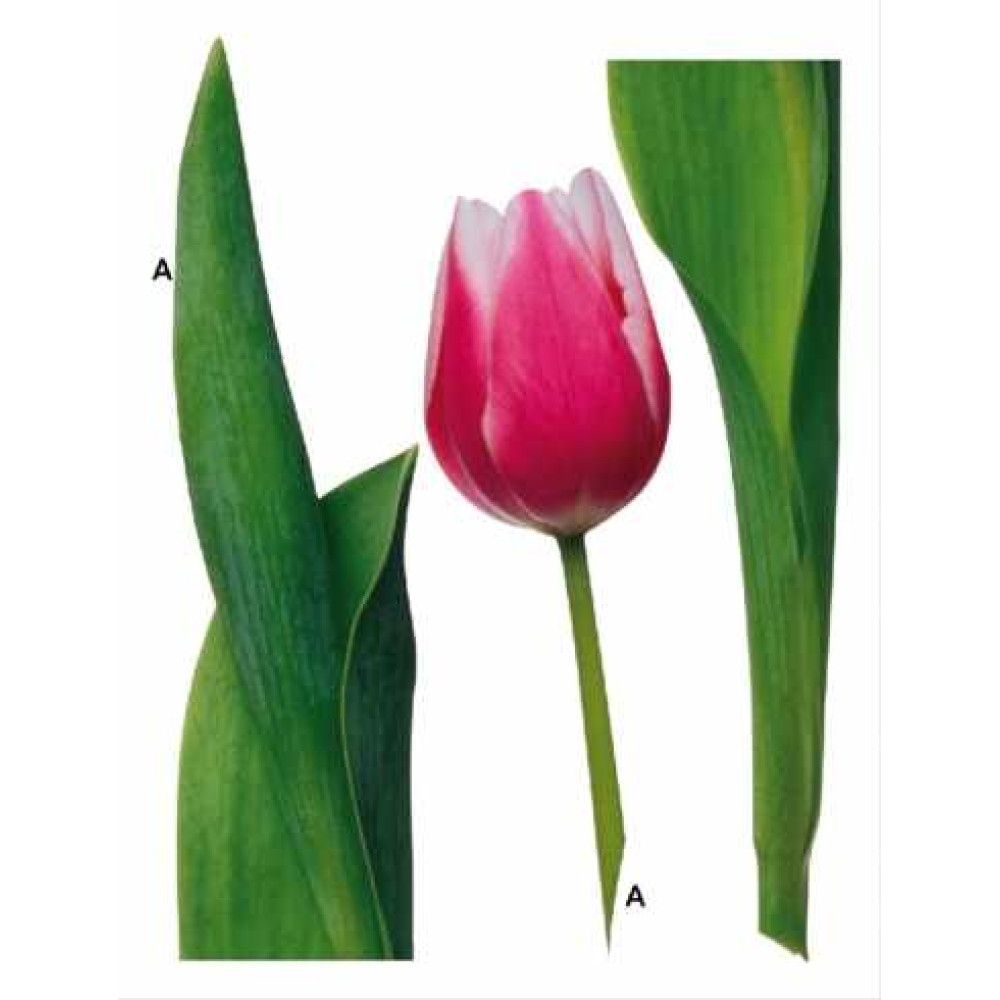 Tulipán falmatrica